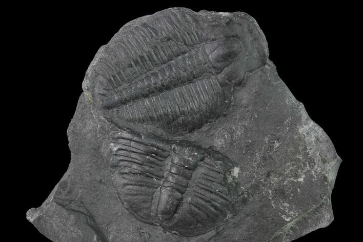 Elrathia Trilobite Molt Fossil - House Range - Utah #139681